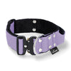 Extreme Buckle Baby Purple - Collar fuerte y seguro