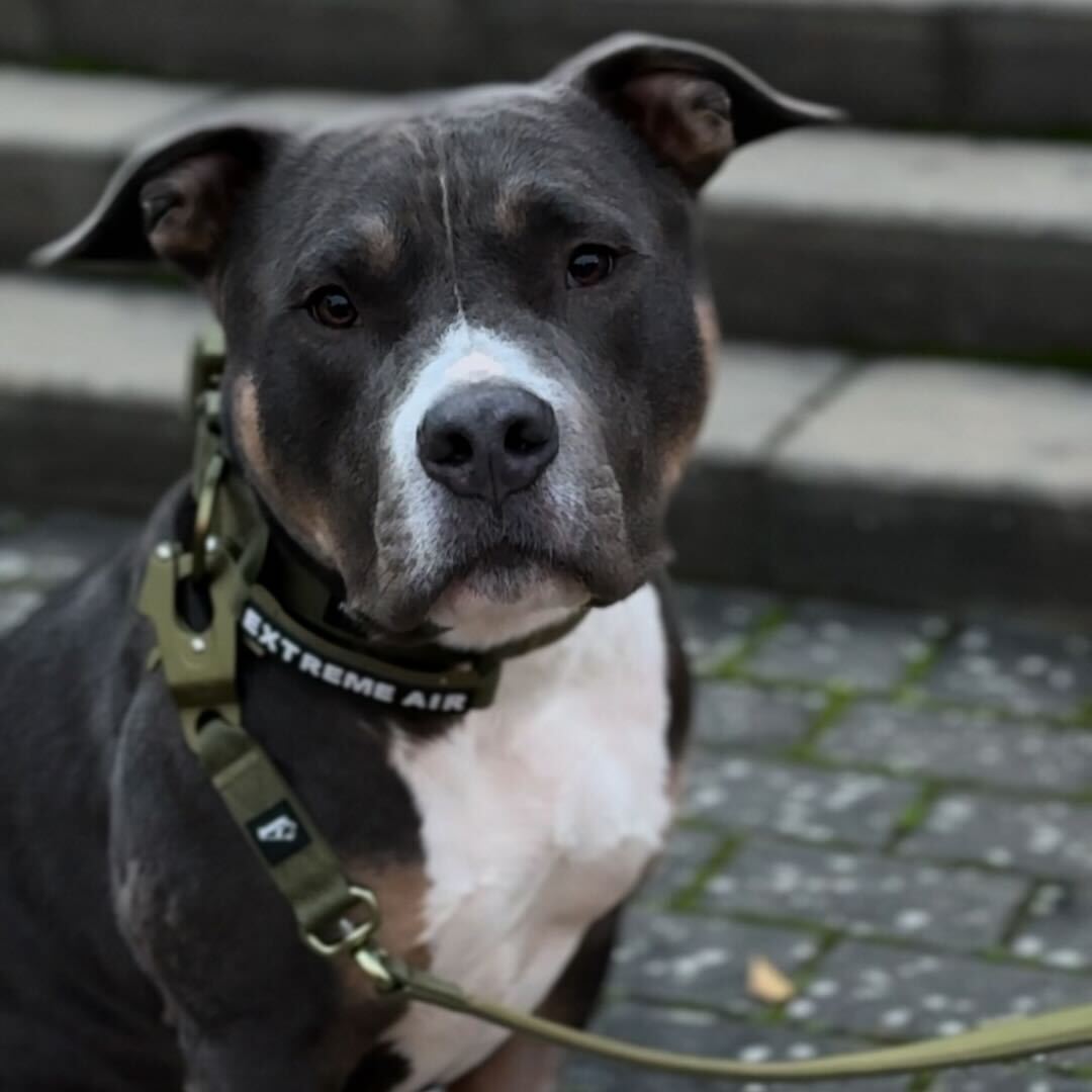 Extreme Air Set Army Green - Lightweight and durable dog set