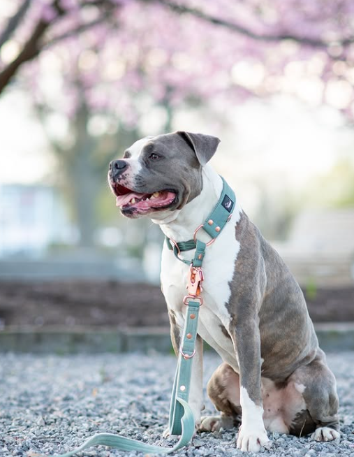 Walk Leash Rose Edition Pastel Green - Safe nylon leash in different lengths