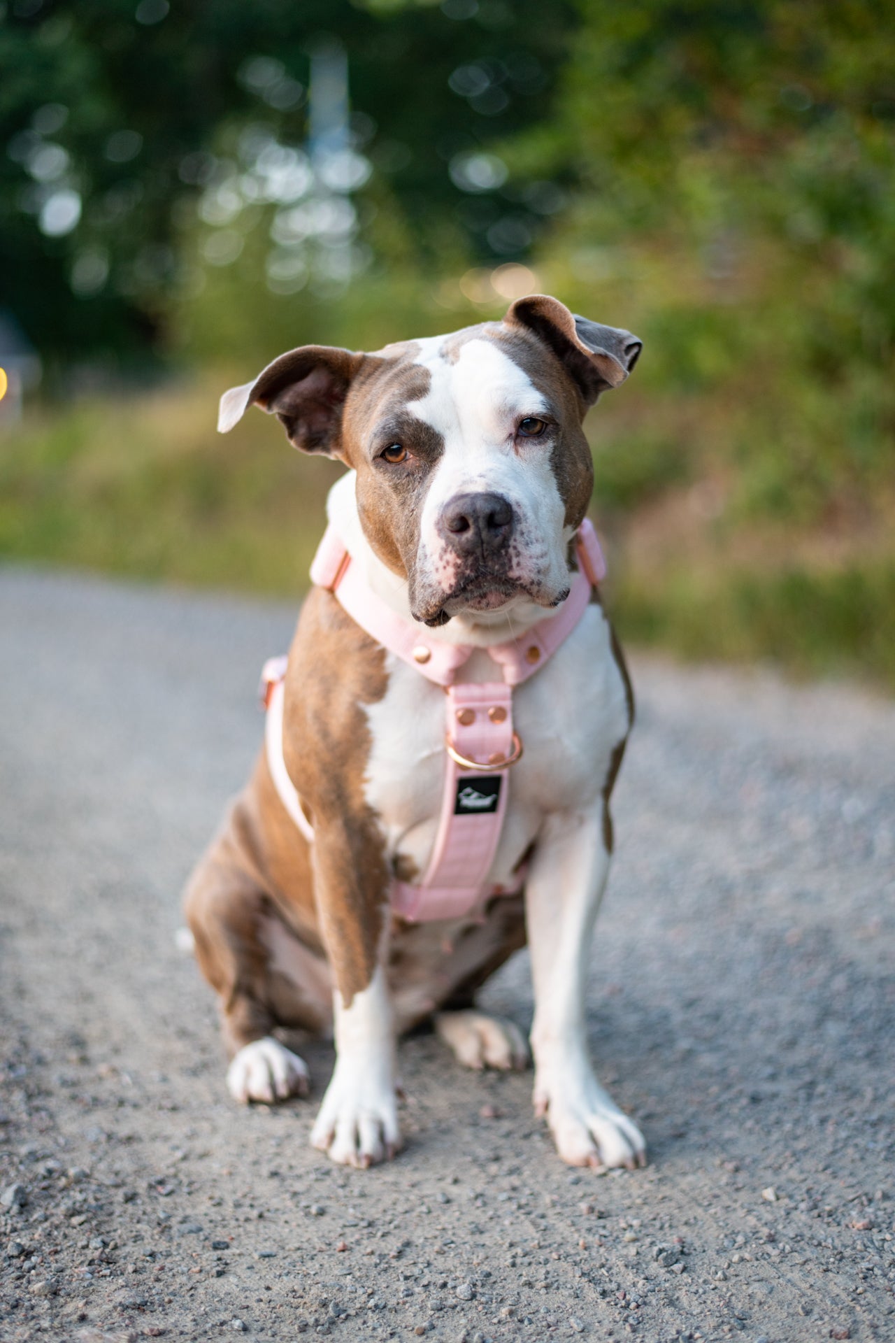 Guard Leash Rose Edition Pastel Pink - Guard leash with extra handle