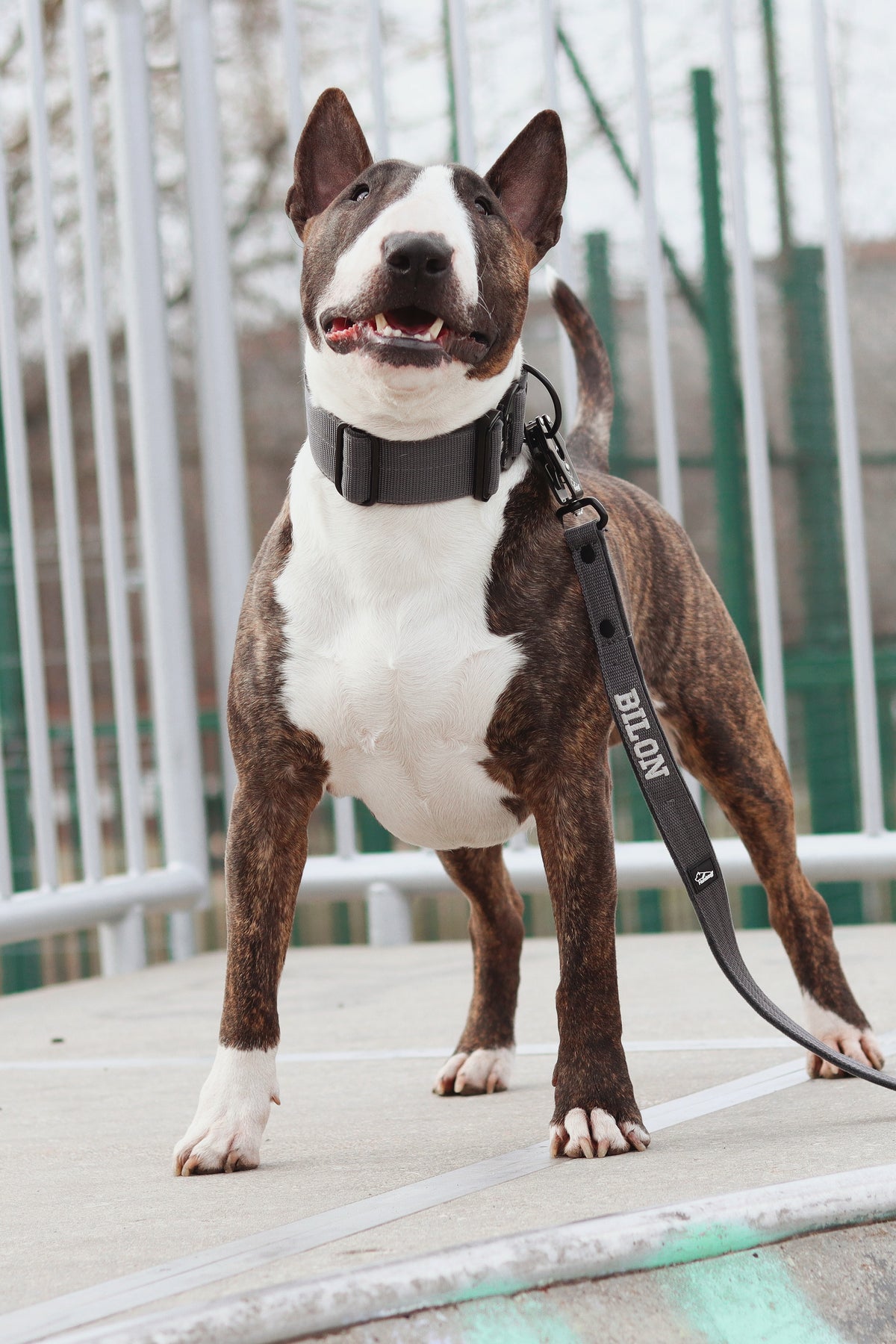 Dog leash with name