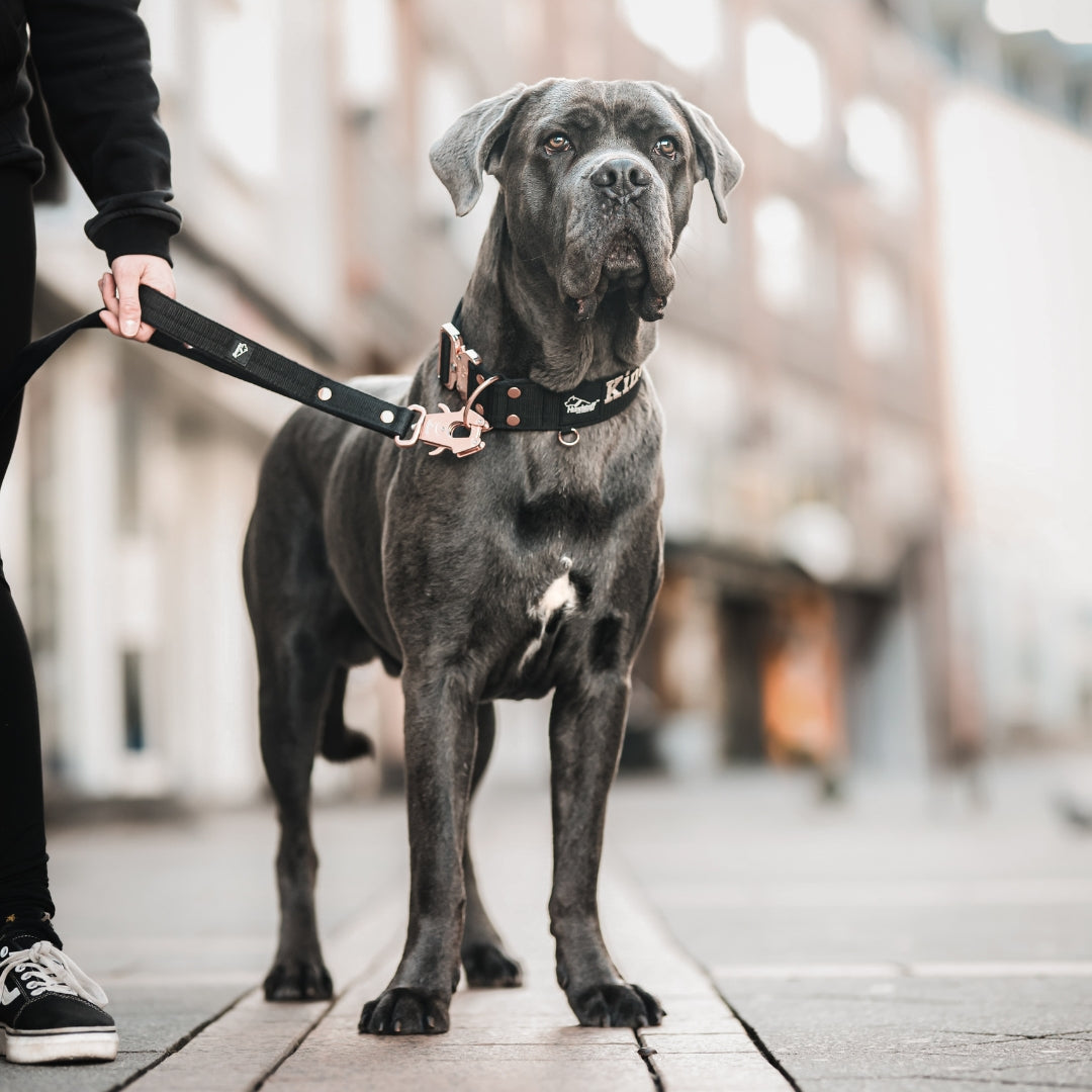 Guard Leash Silver Edition Burned Orange