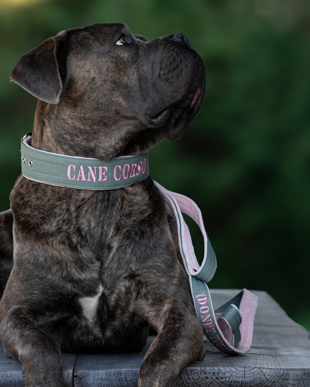 Dog collar with name