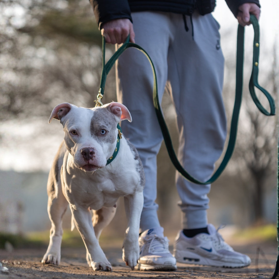 Guard Leash Silver Edition Burned Orange