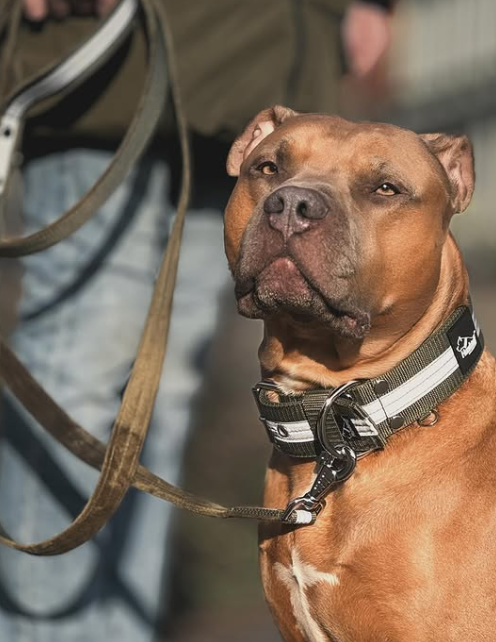 Active Safe Set Khaki - Active collar &amp; leash with reflex
